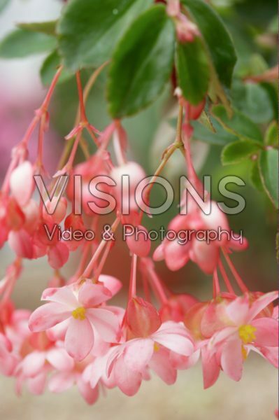 Begonia fuchsiodes Pink Begonia fuchsiodes Pink