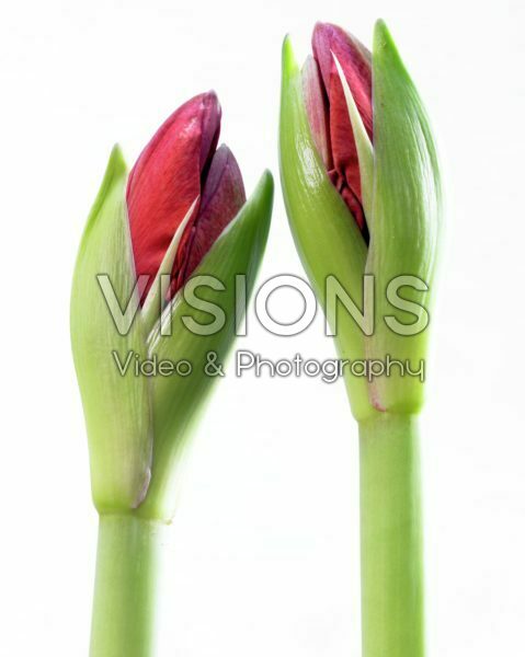 Hippeastrum Red Lion Hippeastrum Red Lion