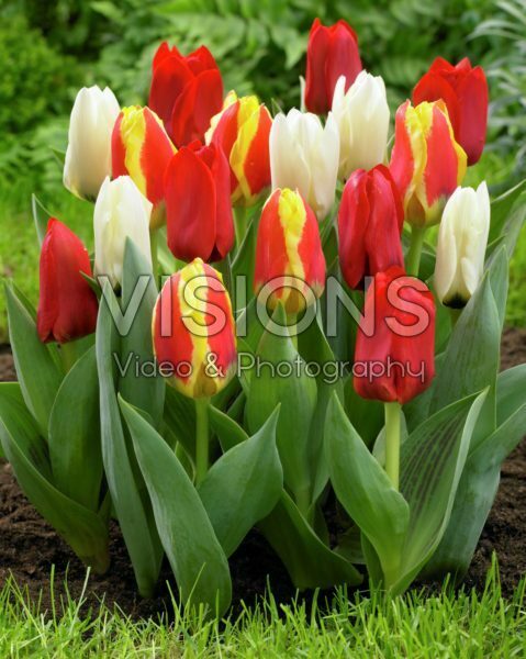 Tulipa kaufmanniana mix Tulipa kaufmanniana mix