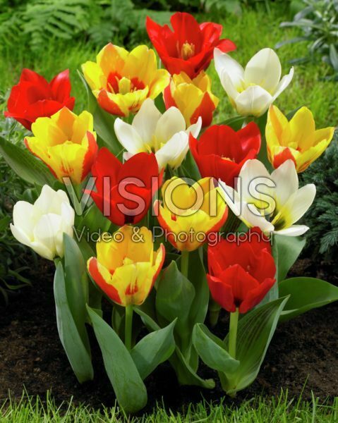 Tulipa kaufmanniana mix Tulipa kaufmanniana mix