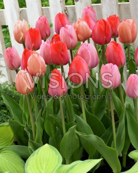 Tulipa van Eijk mix Tulipa van Eijk mix