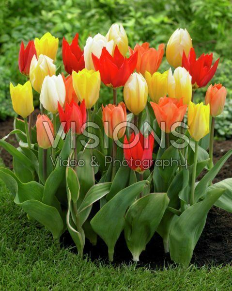 Tulipa Fosteriana mix Tulipa Fosteriana mix