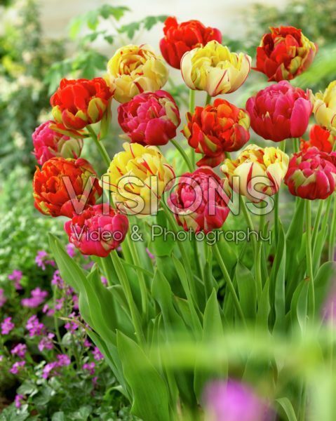 Tulipa Unique ® mix Tulipa Unique ® mix