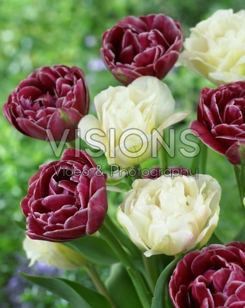 Tulipa Dream Touch, White Touch Tulipa Dream Touch, White Touch