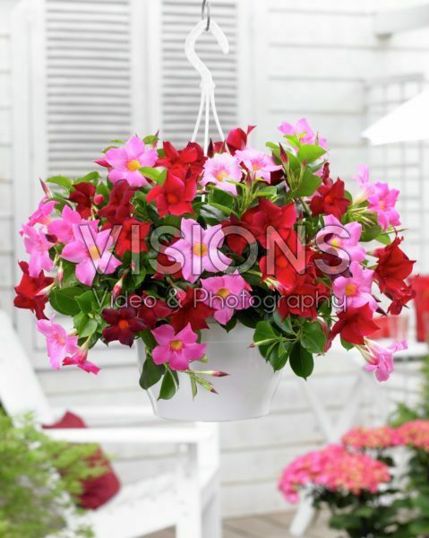 Mandevilla Bloom Bells® pink, Bloom Bells® red Mandevilla Bloom Bells® pink, Bloom Bells® red