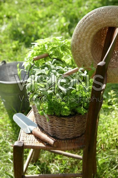 Herbs in basket Herbs in basket