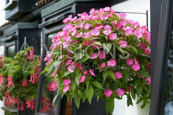 Impatiens SunPatiens® Vigorous Pink Impatiens SunPatiens® Vigorous Pink