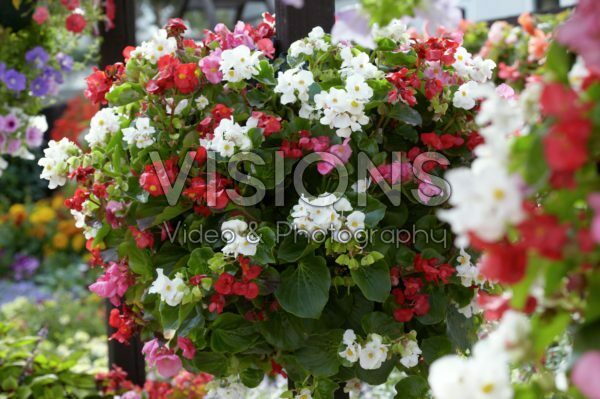 Begonia semperflorens mix Begonia semperflorens mix