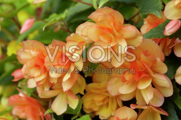 Begonia Apricot Shades Begonia Apricot Shades