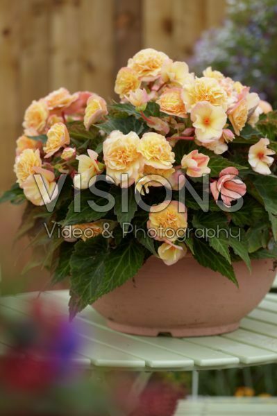 Begonia Buffy Begonia Buffy