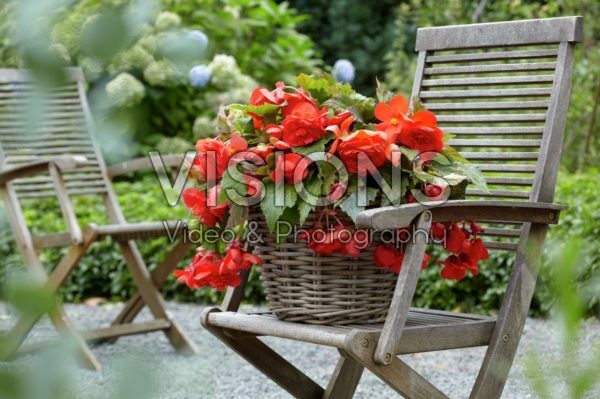Begonia odorata Red Glory Begonia odorata Red Glory