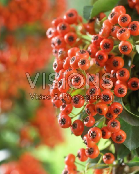Pyracantha coccinea Pyracantha coccinea
