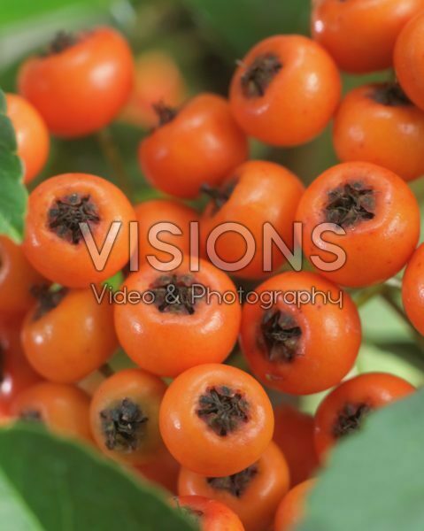 Pyracantha coccinea Pyracantha coccinea