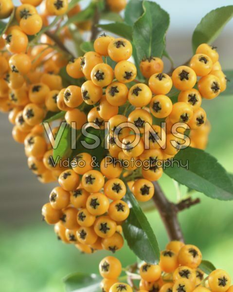 Pyracantha coccinea Pyracantha coccinea