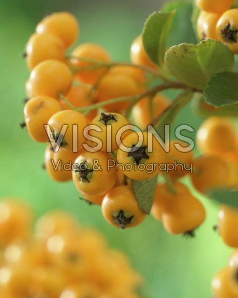 Pyracantha coccinea Pyracantha coccinea