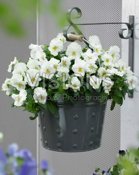 Viola Plentifall Viola Plentifall