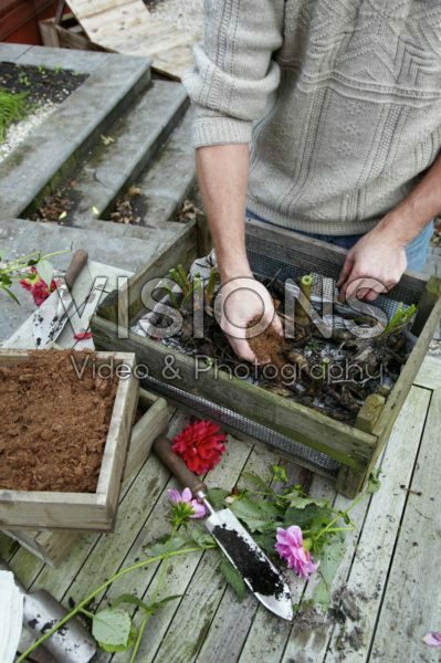 Covering dahlia tubers with peat Covering dahlia tubers with peat