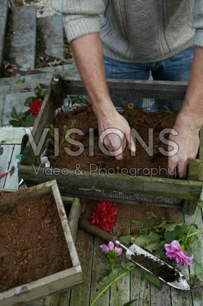 Covering dahlia tubers with peat Covering dahlia tubers with peat