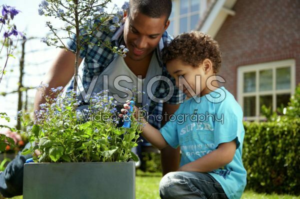 Family planting Ceanothus and Brunnera Family planting Ceanothus and Brunnera