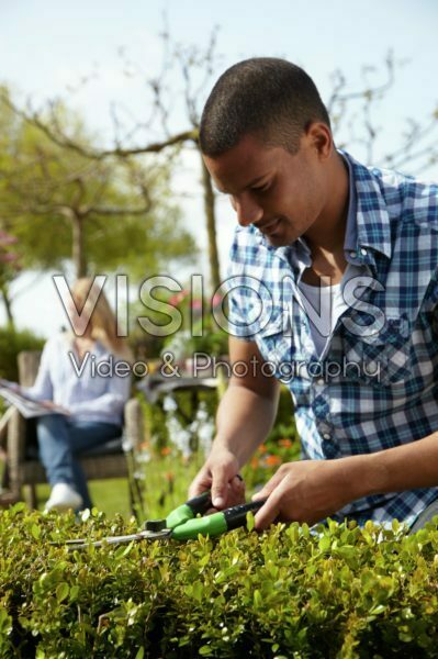 Man trimming buxus hedge Man trimming buxus hedge