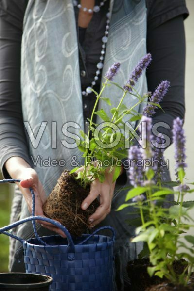 Woman planting Agastache Blue Fortune Woman planting Agastache Blue Fortune