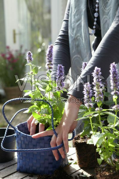 Woman planting Agastache Blue Fortune Woman planting Agastache Blue Fortune