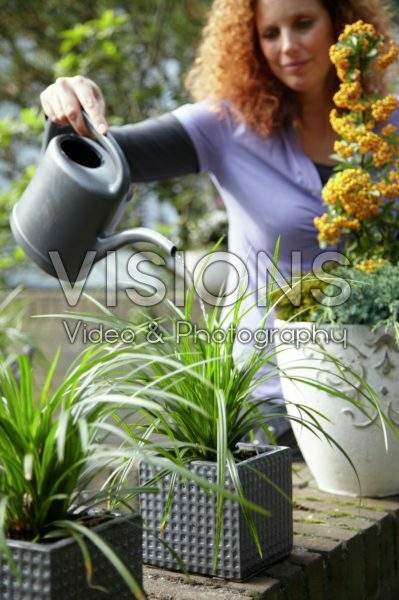 Woman watering Carex on pot Woman watering Carex on pot