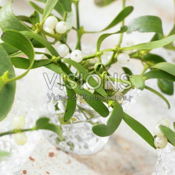 Mistletoe Mistletoe
