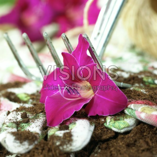 Gladiolus Gwendolyn Gladiolus Gwendolyn