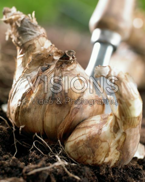 Narcissus bulb Narcissus bulb