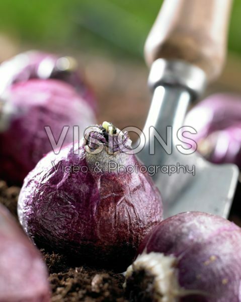 Hyacinthus bulb Hyacinthus bulb