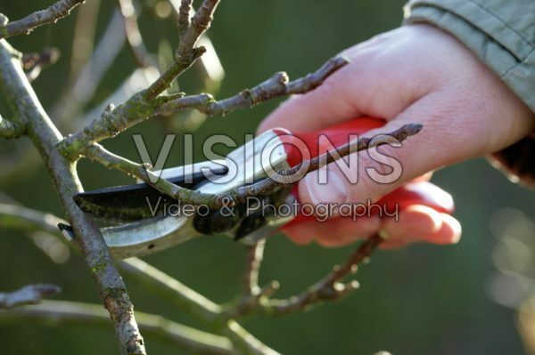 Pruning Pruning