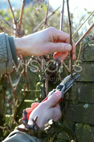 Pruning Pruning