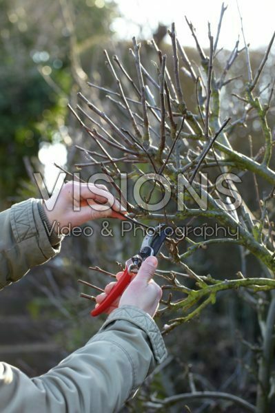 Pruning Pruning