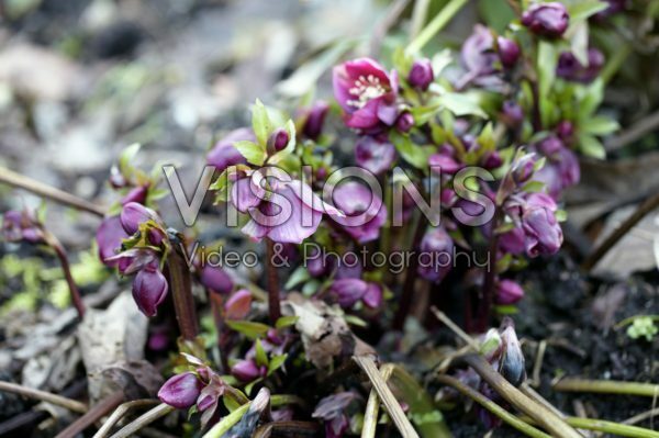 Helleborus Helleborus
