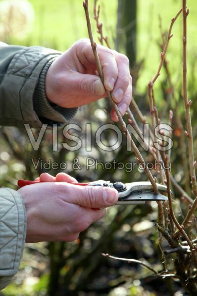 Pruning Pruning