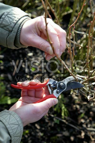 Pruning Pruning