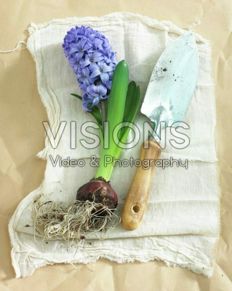 Hyacinth flower and bulb Hyacinth flower and bulb