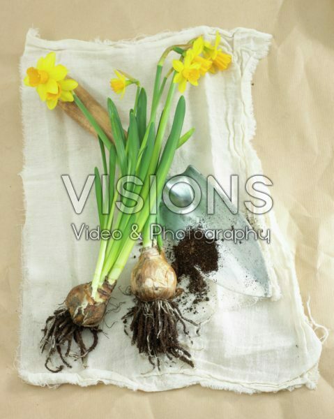 Daffodil flowers and bulbs Daffodil flowers and bulbs