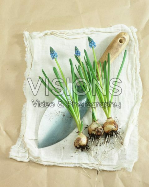 Grape hyacinth flowers and bulbs Grape hyacinth flowers and bulbs