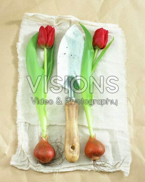 Tulip flowers and bulbs Tulip flowers and bulbs