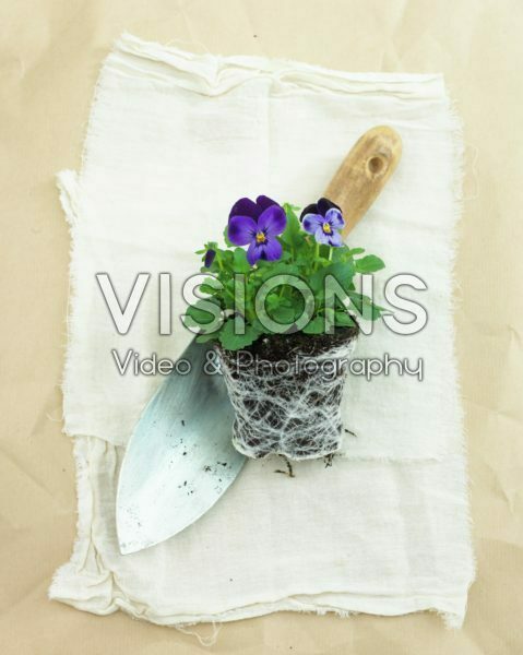 Pansies for planting Pansies for planting