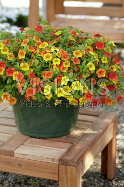 Calibrachoa Can-Can® Terracotta Calibrachoa Can-Can® Terracotta