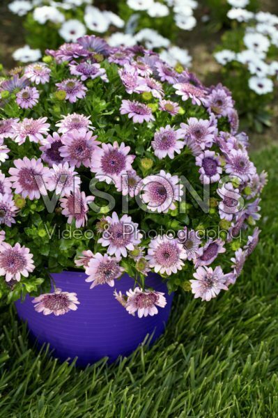 Osteospermum 3D Pink Osteospermum 3D Pink