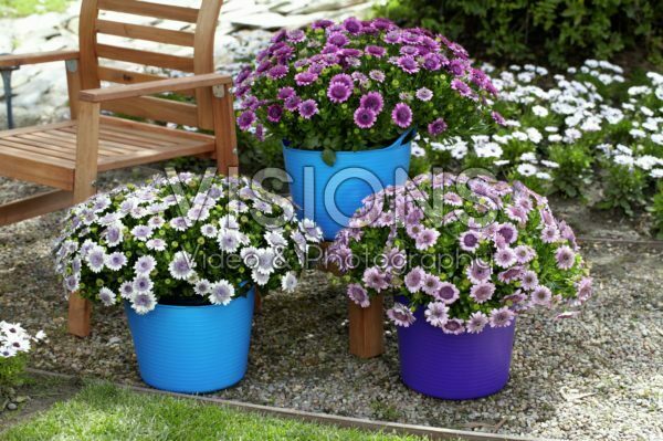 Osteospermum 3D Pink, Purple, Silver Osteospermum 3D Pink, Purple, Silver