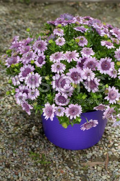 Osteospermum 3D Pink Osteospermum 3D Pink