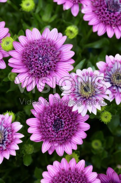 Osteospermum 3D Purple Osteospermum 3D Purple