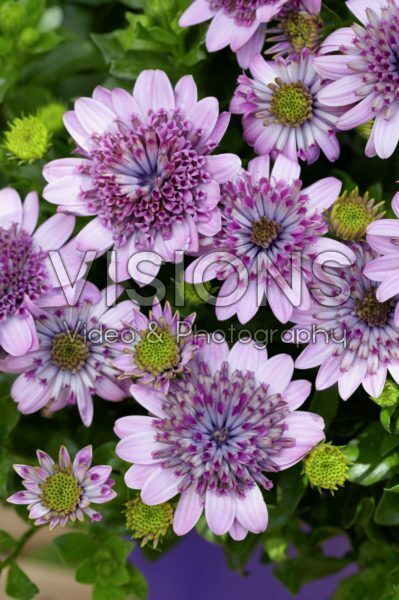 Osteospermum 3D Pink Osteospermum 3D Pink