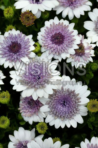 Osteospermum 3D Silver Osteospermum 3D Silver