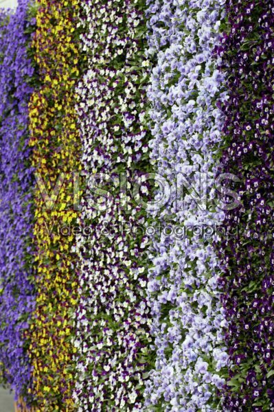 Viola cornuta Endurio Viola cornuta Endurio